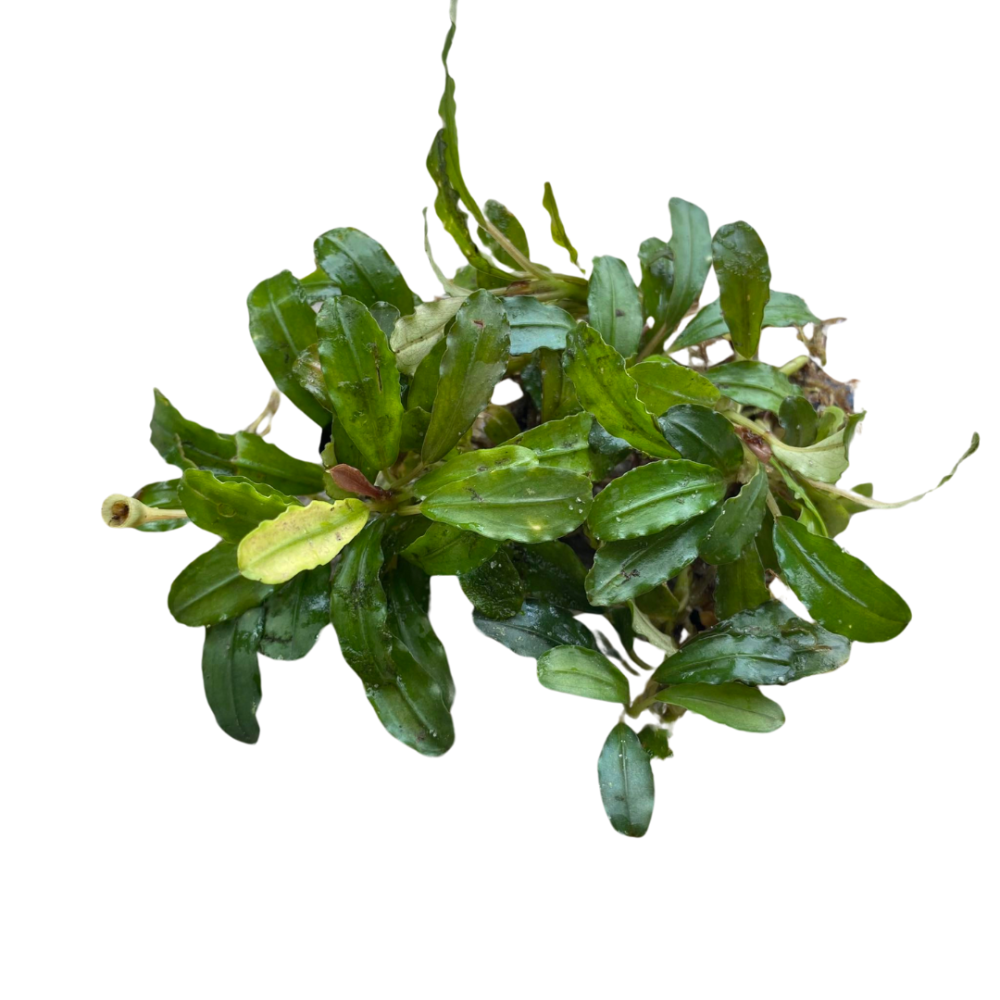 Bucephalandra Lamandau Classic