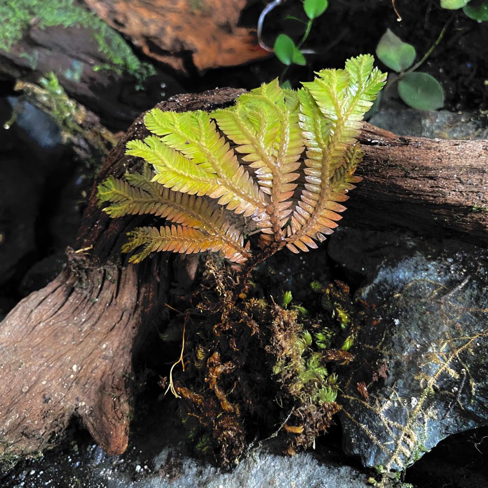 Selaginella sp Sumatra
