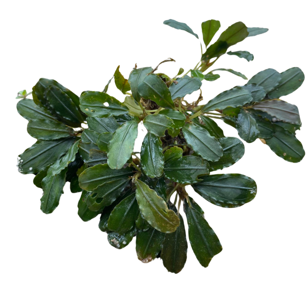 Bucephalandra Lamandau Round