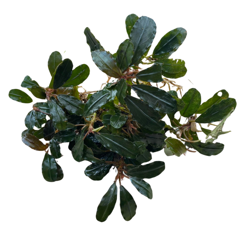 Bucephalandra Red Purple