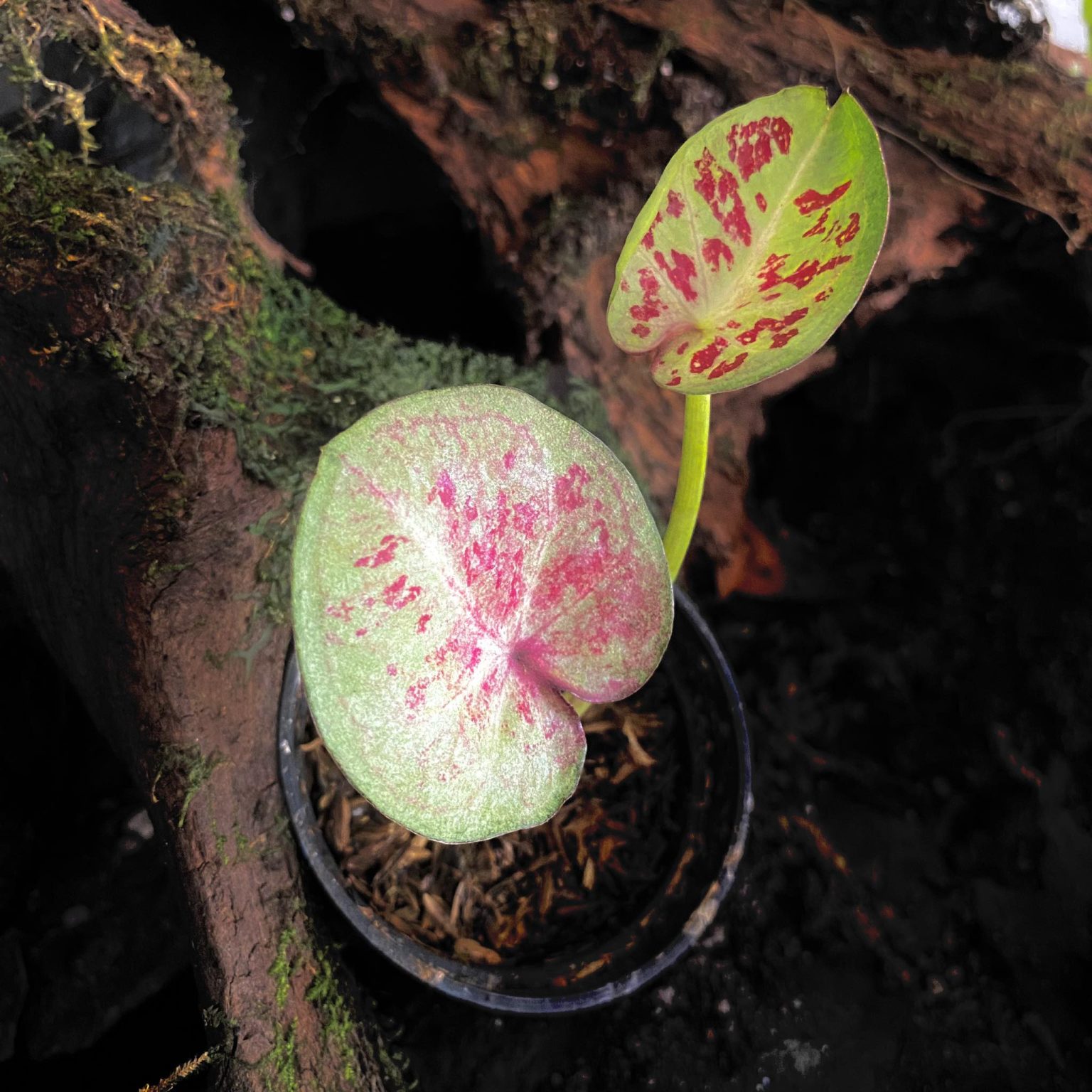 Caladium One World - Borneo Aquatic