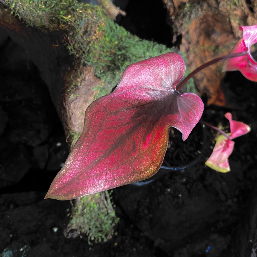 Caladium NC Raja Laut
