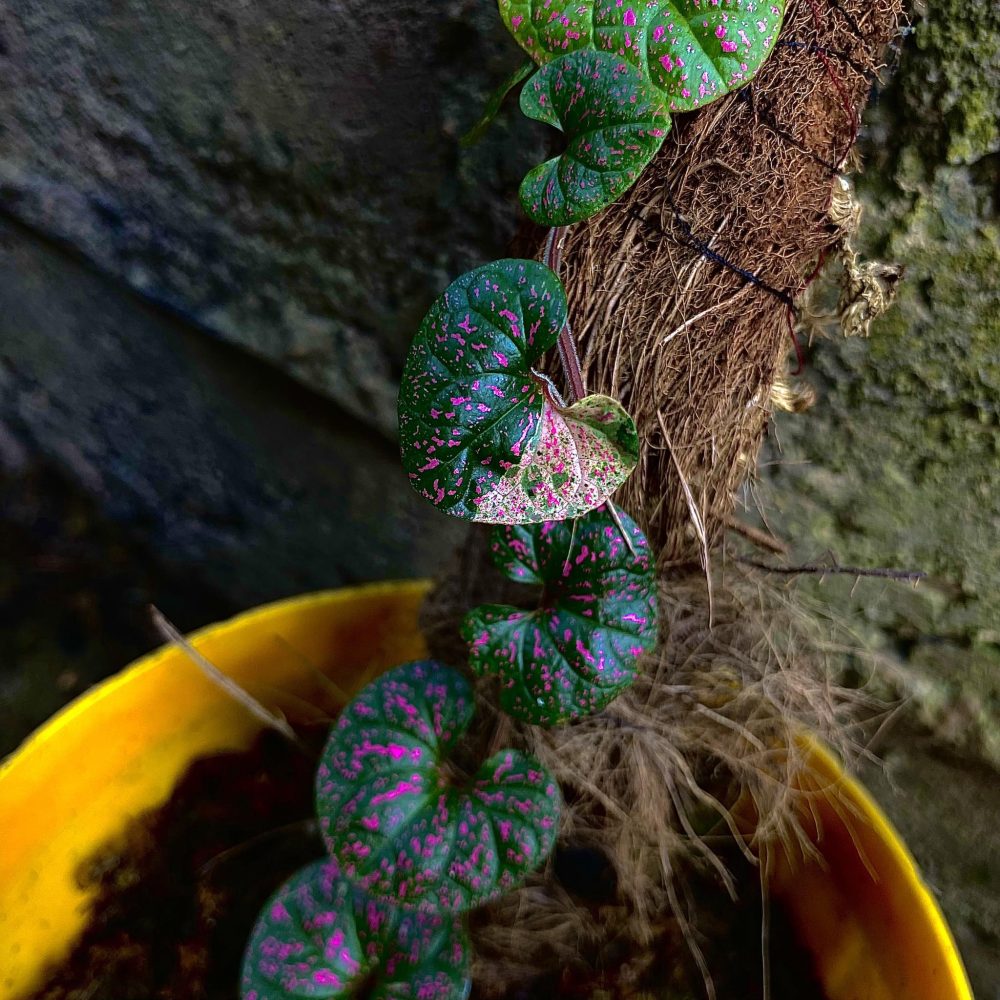 Piper sp Variegated Papua