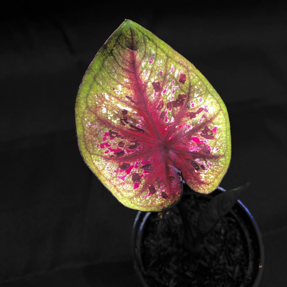 Caladium No-Go Geni