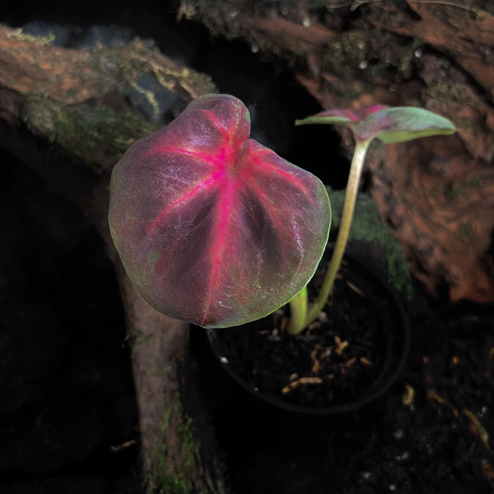 Caladium Lotus