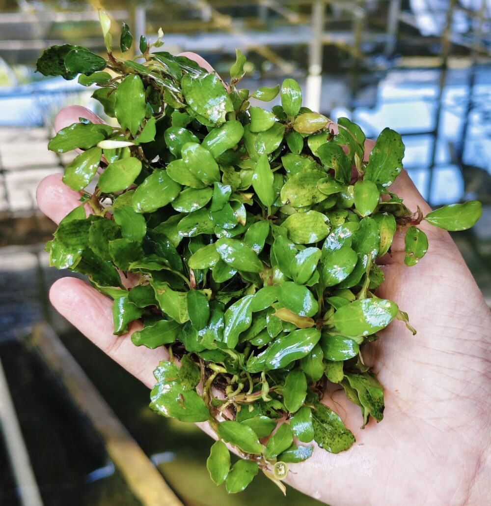 Bucephalandra Light Green