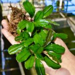 Bucephalandra Super Blue