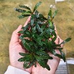 Bucephalandra Biblis