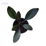 Bucephalandra Kishii Var Skeleton King