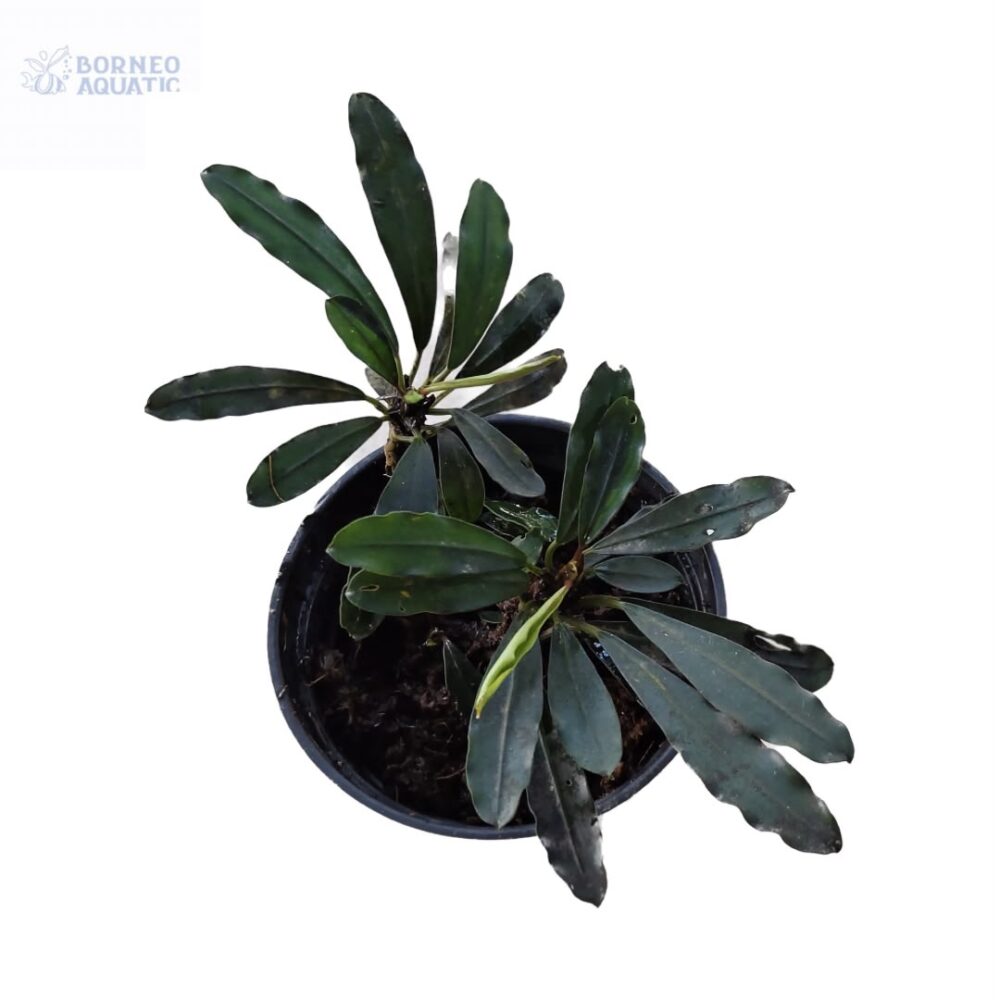 Bucephalandra Pubes var Palm Tree