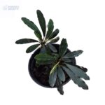 Bucephalandra Pubes var Palm Tree