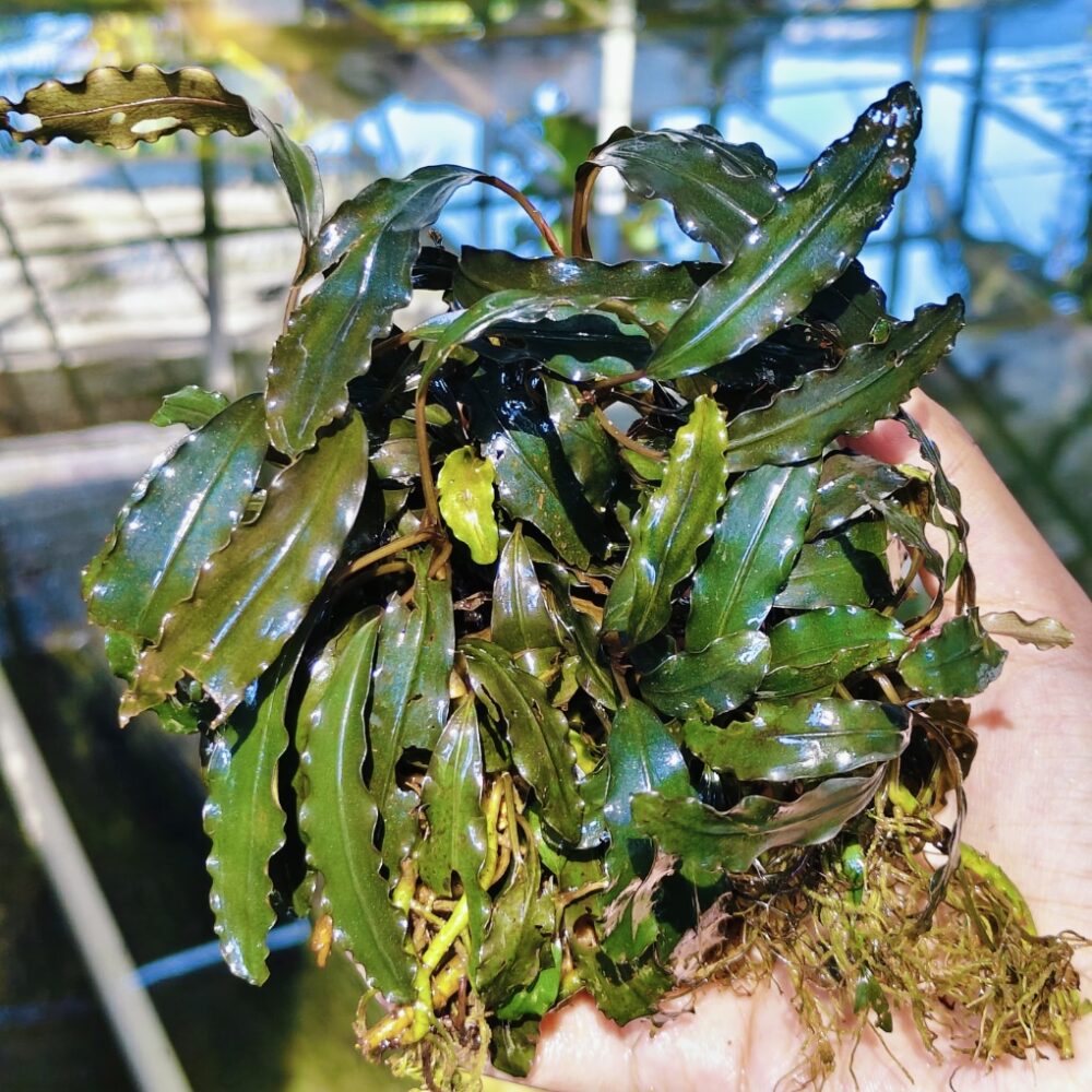 Bucephalandra Godzilla