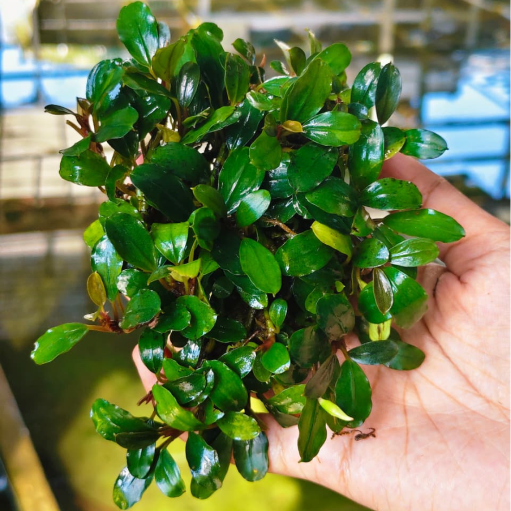 Bucephalandra Mini Venus