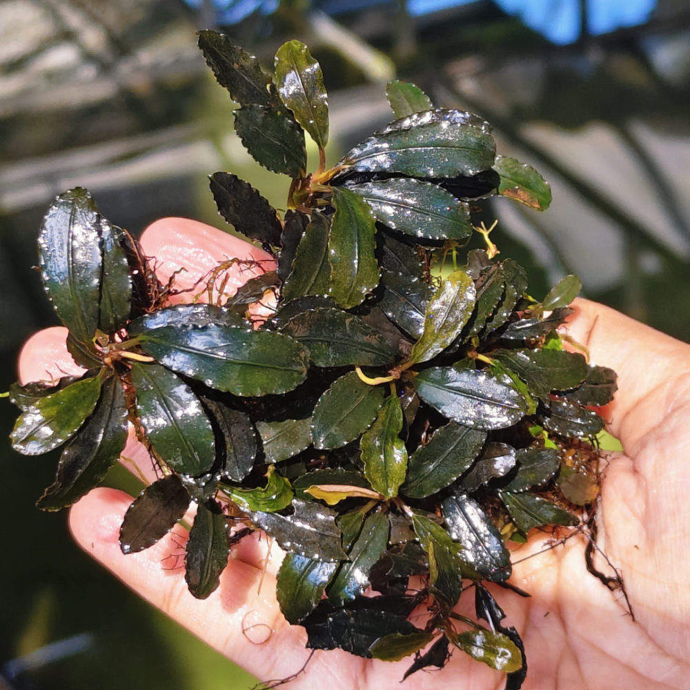 Bucephalandra Lamandau Classic