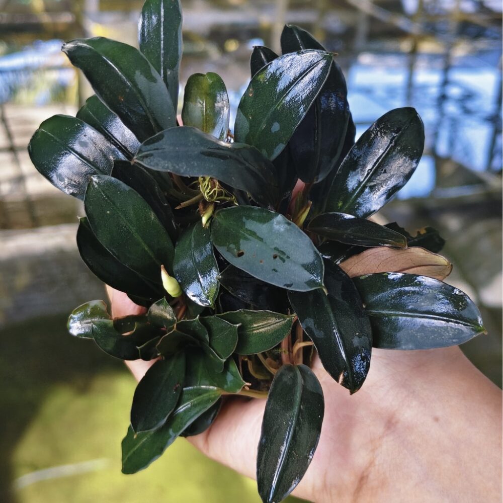 Bucephalandra Dark Emerald