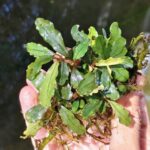 Bucephalandra Silver Powder