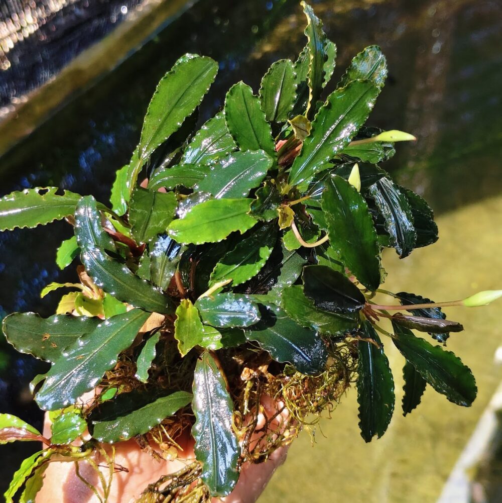 Bucephalandra Lamandau Round