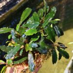 Bucephalandra Lamandau Round
