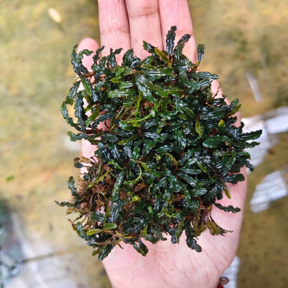 Bucephalandra Catherine