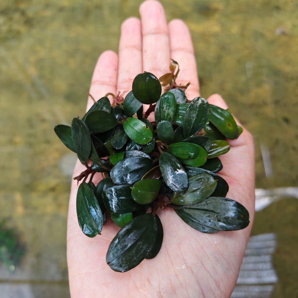 Bucephalandra Venus