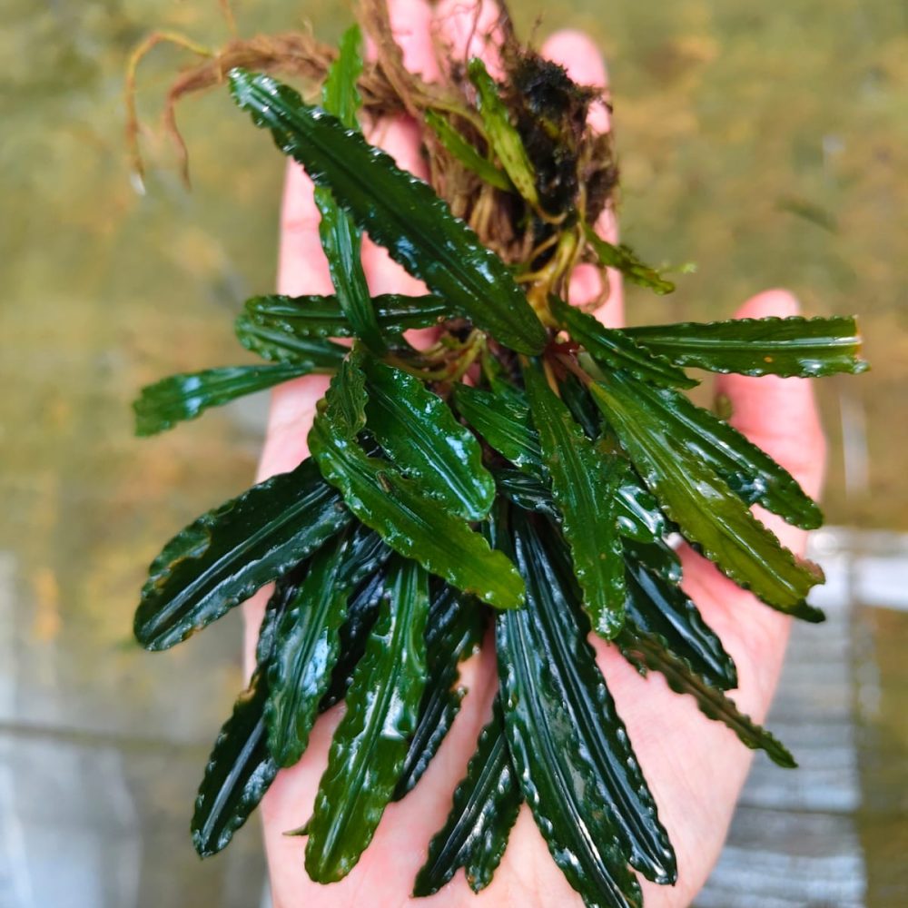 Bucephalandra Crocodile Land