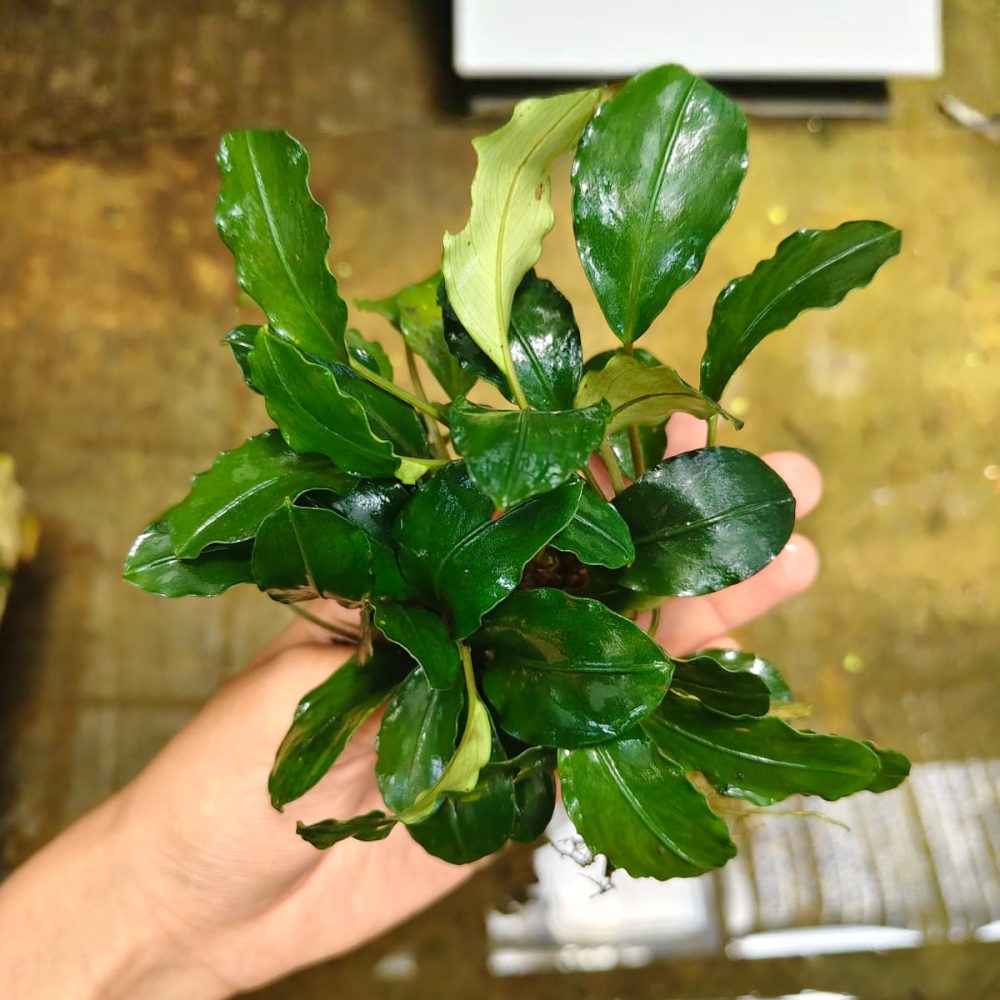 Bucephalandra Peacock