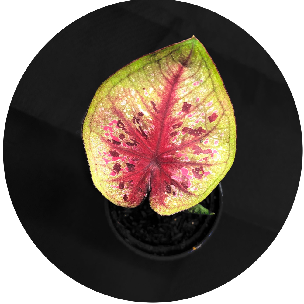 Caladium