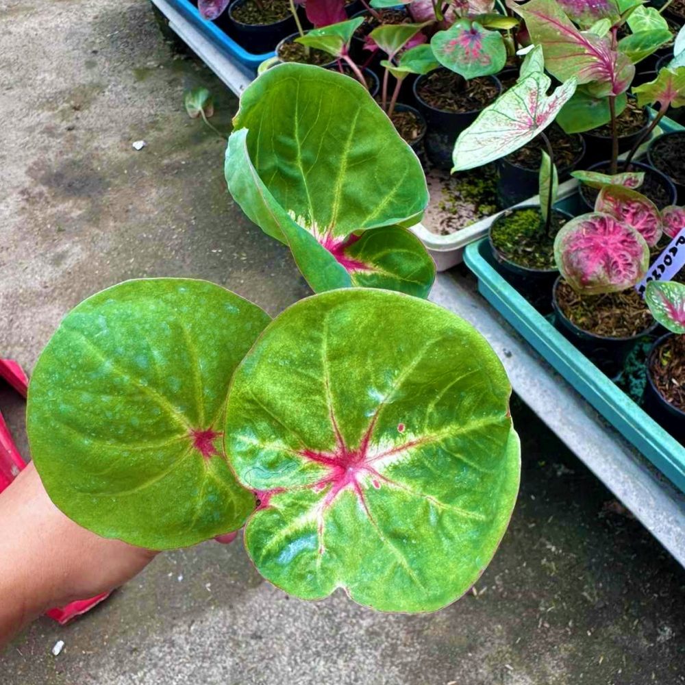 Caladium Crancy