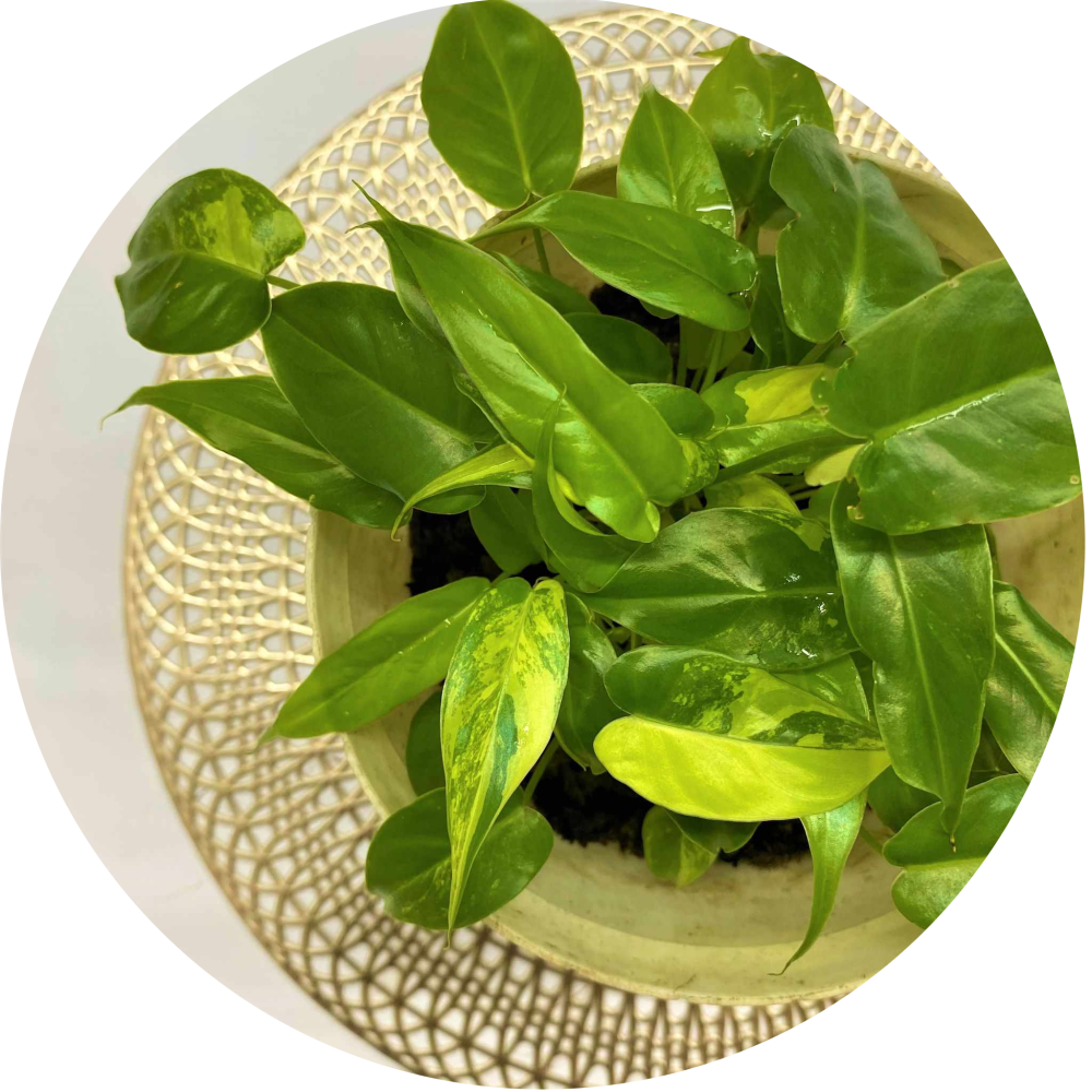Philodendron
