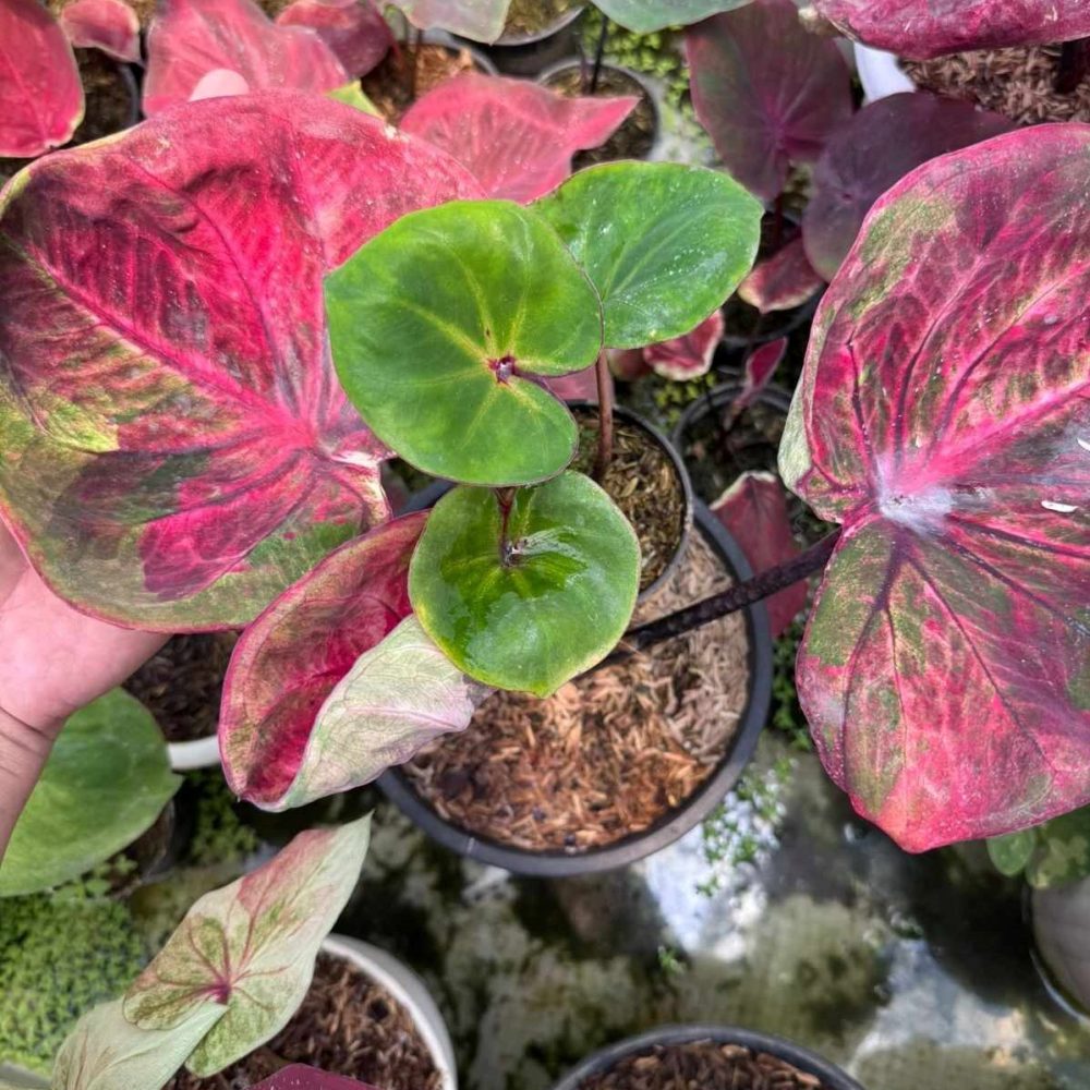 Caladium Fuzi