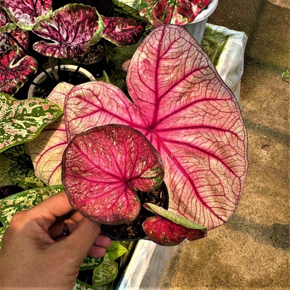 Caladium Impres