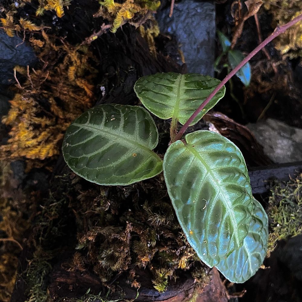 Cosmianthemum Obtusifolium