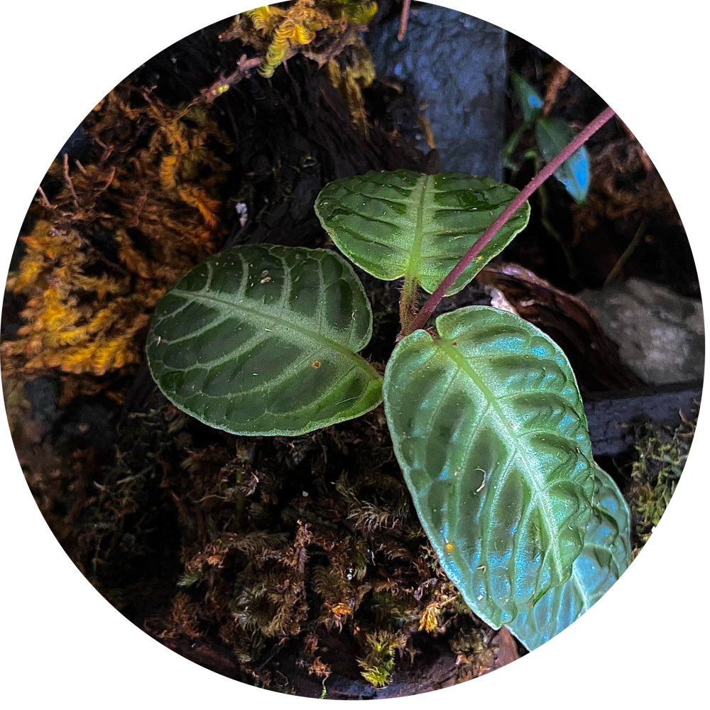 Cosmianthemum