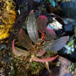 Sonerila Red Tepuai