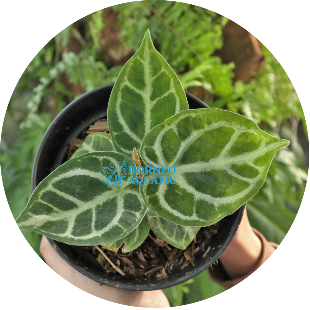 Anthurium