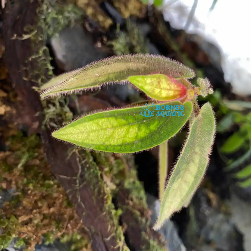 Sonerila White Tepuai