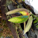 Sonerila White Tepuai