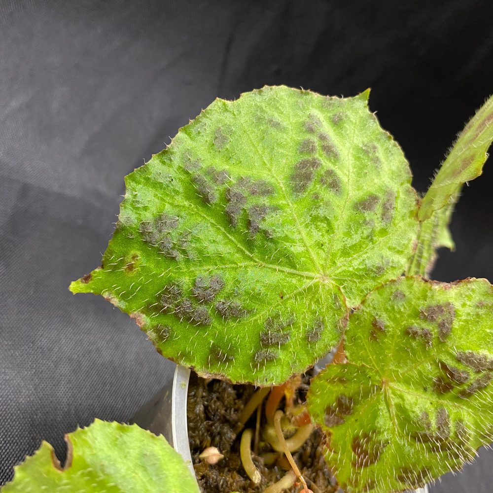 Begonia Tuberculosa