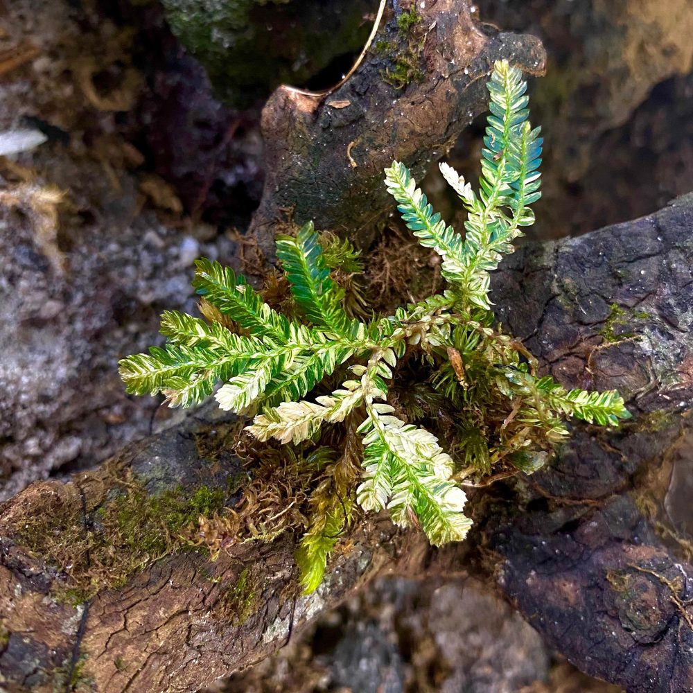 Selaginella Variegated