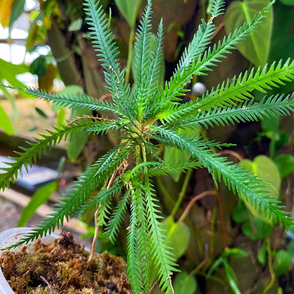 Codonoboea Dentata Lingga
