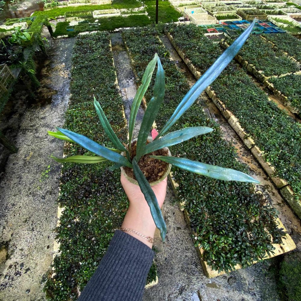 Microsorum Thailandicum