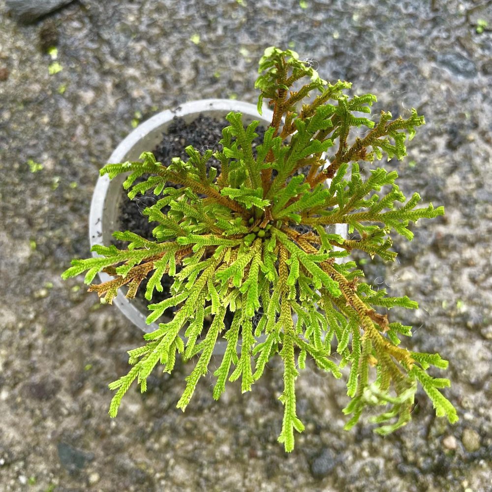 Selaginella Tamariscina