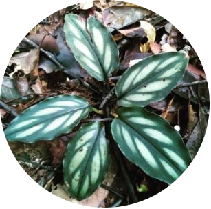 Boesenbergia