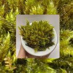 Bryophyta sp. 3