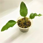 Fern sp Sumatra