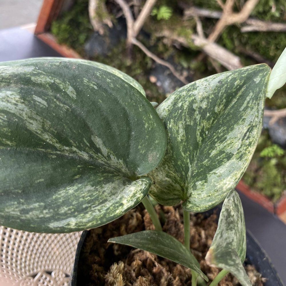 Scindapsus Exotica Mint