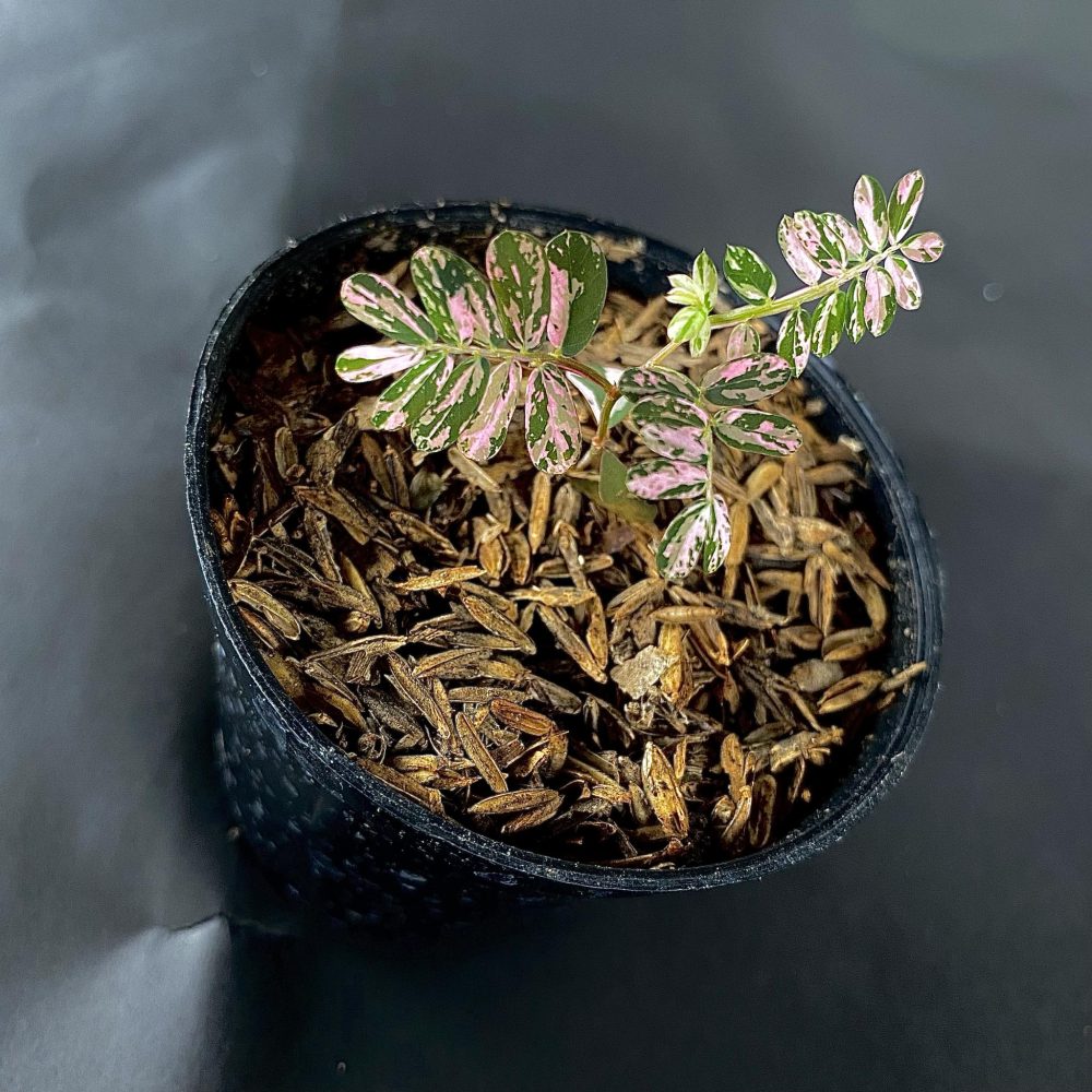 Phyllanthus Urinaria Variegated
