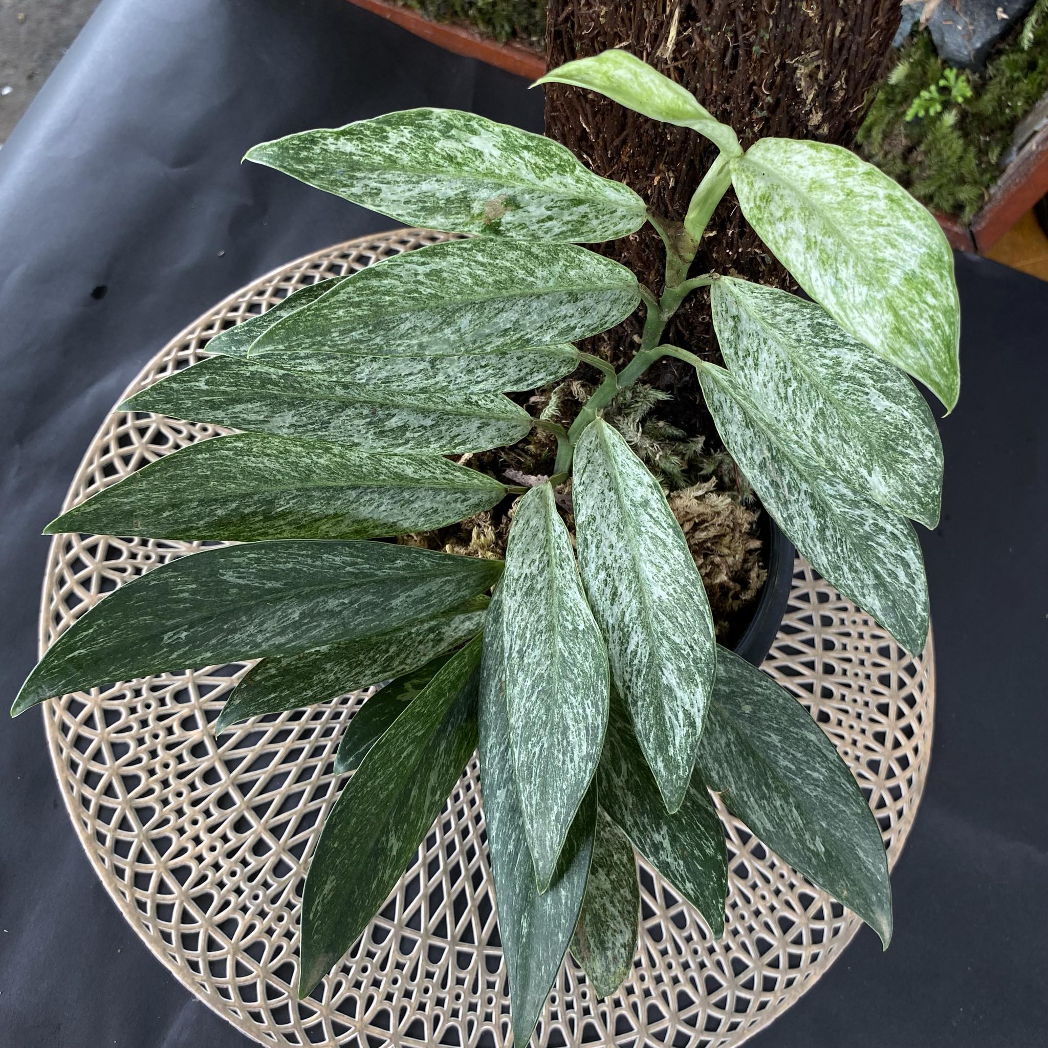 熱帯植物: Rhaphidophora sp. Kpg. Lui Muda - メルカリ