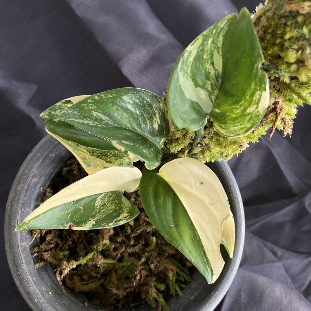 Scindapsus Jade Satin Variegated