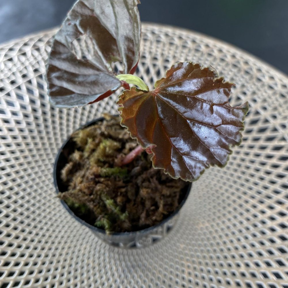 Begonia sp Black Bowl